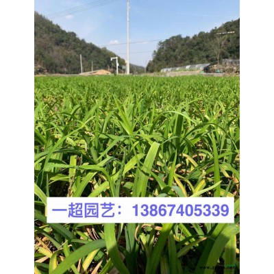 大滨菊产地直销 大滨菊价格