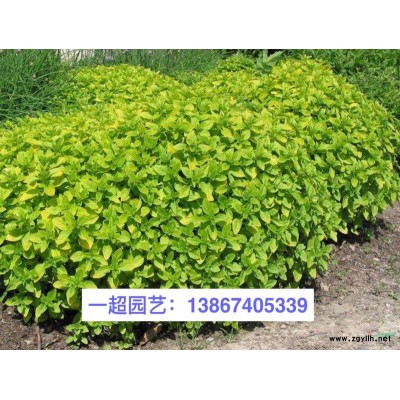 欧洲大慈姑/欧洲大慈菇