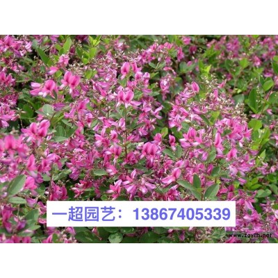 金线水葱 精品金线水葱基地批发 金线水葱价格