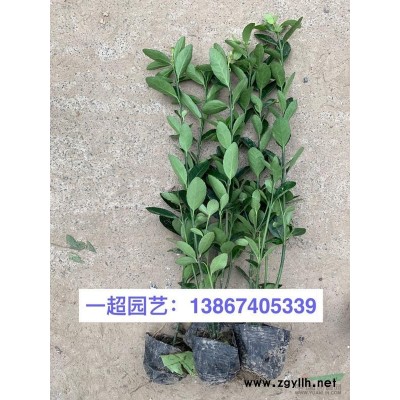 铜钱草 钱币草 香菇草 铜钱草价格