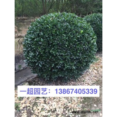 毛鹃小杯苗，杜鹃小杯苗，毛鹃大杯苗，杜鹃大杯苗