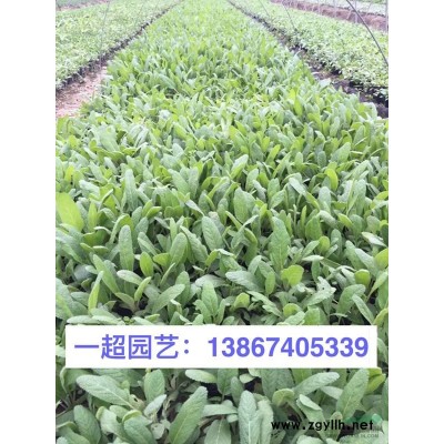 须芒草