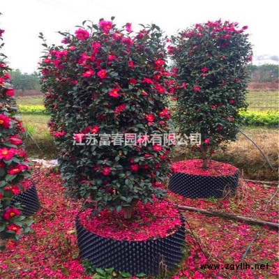 花境植物 穗花牡荆加仑盆苗 杯苗 袋苗 大桶苗 产地批发