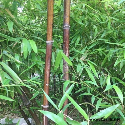 供应灌木麻叶绣线菊 品种* 适用于园林 别墅 行道绿化