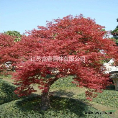 供应北美红橡树新品种欧洲红栎 红橡树小苗 变色好生长快 价格