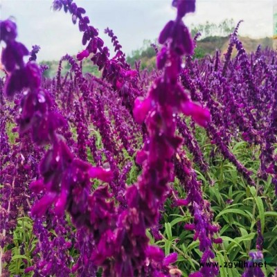 供应阳光樱 樱花树苗阳光樱 庭院盆景大型粉色早樱盆栽