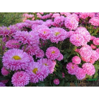樱花品种 京红早樱产地 花色大红重瓣樱花  京红早樱苗