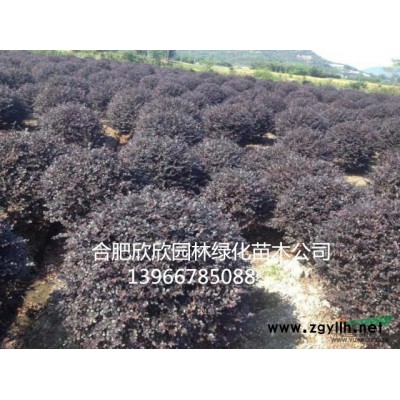 安徽肥西紫叶李基地、合肥紫叶李*新报价、肥西紫叶李供货商、