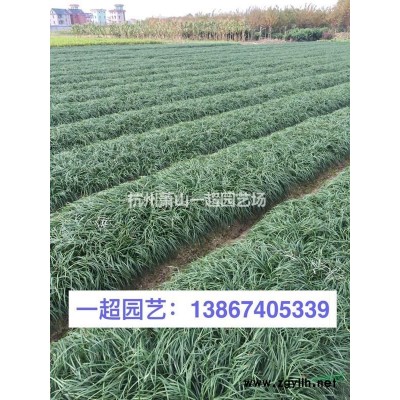 茭白、野茭白 茭白价格 品种*