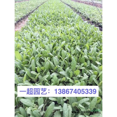 海寿花 海寿花价格