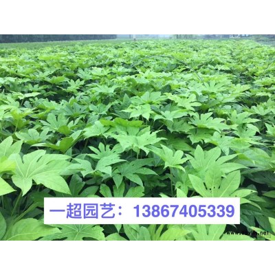 黑藻 黑藻价格 各种藻类品种*