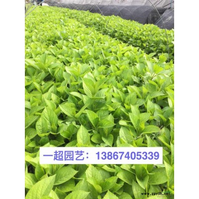 花叶玉簪 精品花叶玉簪价格