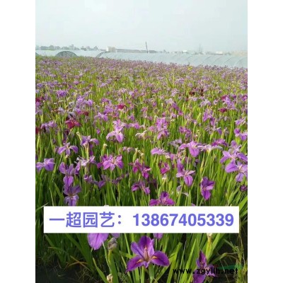 银边扶芳藤 扶芳藤批发
