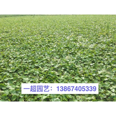 水竹芋 水竹芋基地 水竹芋价格