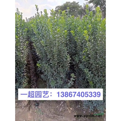 红菱 精品红菱批发 红菱基地特价 菱基地