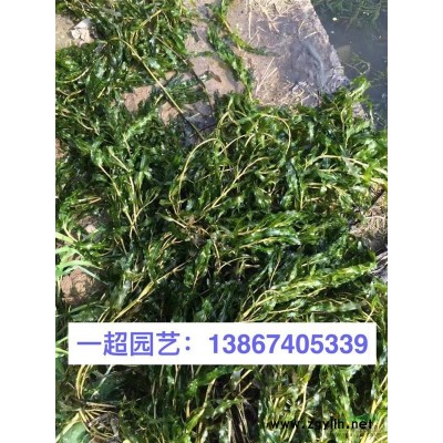 金鸡菊 浙江金鸡菊产地直销