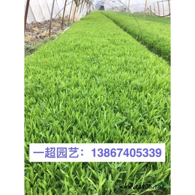 棣棠、黄棣棠 精品棣棠小苗 优质黄棣棠小苗 地栽 盆栽 小杯