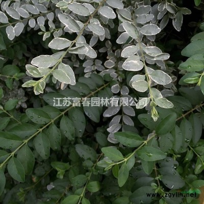 彩叶豆梨克利夫兰价格优 各种规格*长势喜人
