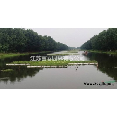 彩叶豆梨（秋火焰）秋火焰彩叶豆苗接穗