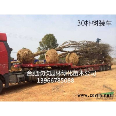 安徽合肥供应青铜树、合肥1-20公分青铜价格、肥西青铜基地