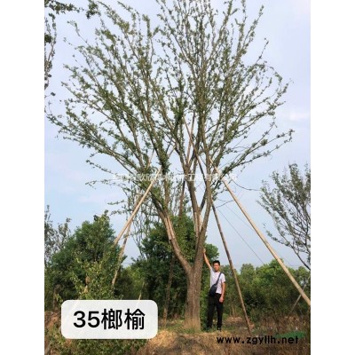 安徽合肥肥西红花继木球供应、合肥红花继木球基地、肥西红花继木