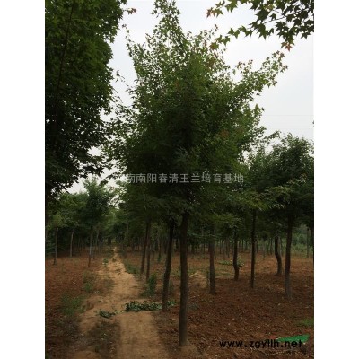 河南地区供应7-30公分北栾