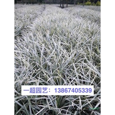 黑三棱 黑三棱价格