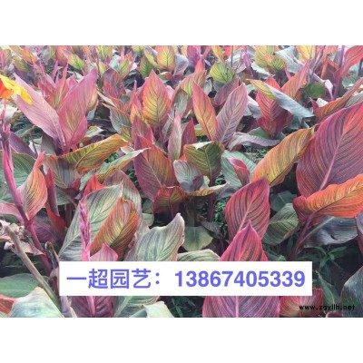 浓香茉莉 精品浓香茉莉小杯苗