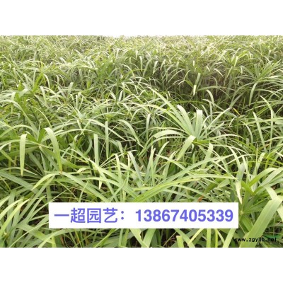 彩叶杞柳，彩叶杞柳小杯苗，彩叶杞柳大杯苗