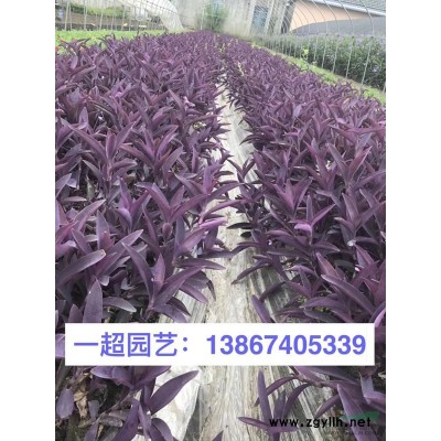 万寿菊 精品万寿菊基地直销 万寿菊批发价格