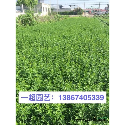 太阳花 精品太阳花基地价格