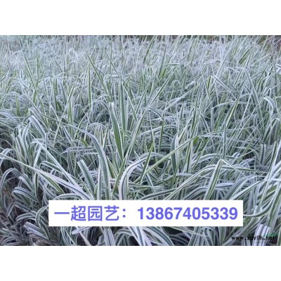 罗汉竹 各种竹子品种规格*