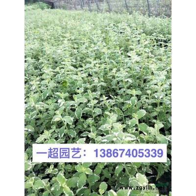 随意草