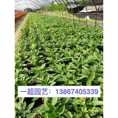 湘妃竹 各种竹子批发