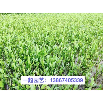蔷薇，供应蔷薇小杯苗，蔷薇大杯苗，蔷薇小毛球