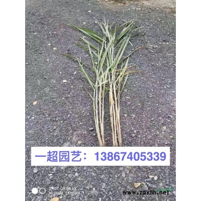 花叶八仙花 花叶八仙花批发