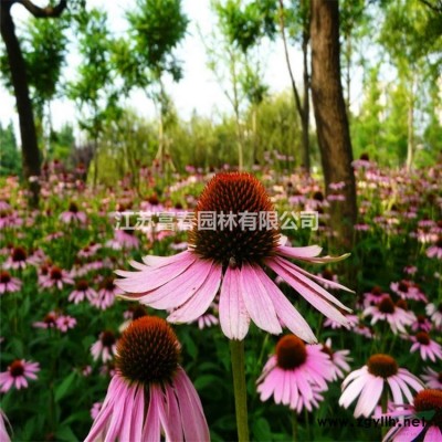 花境植物 紫穗狼尾草加仑盆苗 杯苗 袋苗 大桶苗 产地批发