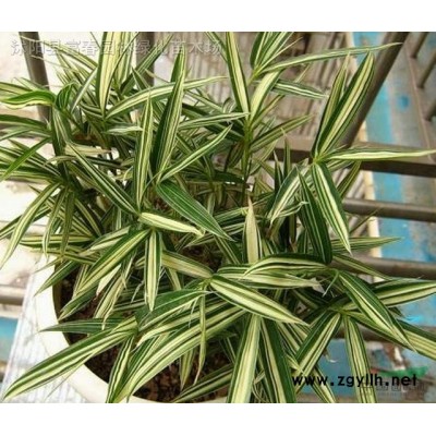花境植物墨西哥鼠尾草加仑盆苗 杯苗 袋苗 大桶苗 产地批发