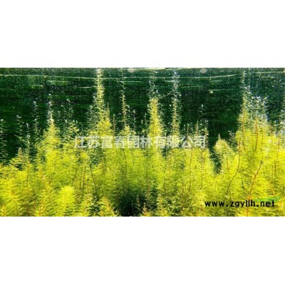 花境植物 红巨人朱蕉加仑盆苗 杯苗 袋苗 大桶苗 产地批发