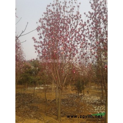 河南地区供应8-60公分三角枫