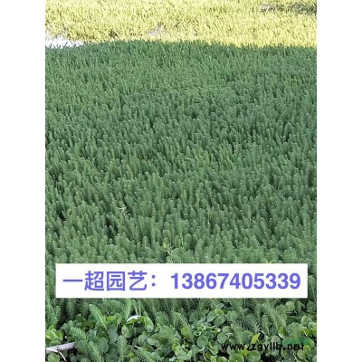 小香蒲 精品小香蒲 香蒲基地价格