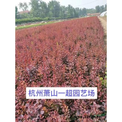 水鳖 优质特价水鳖基地批发