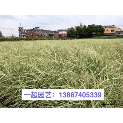 金叶佛甲草 佛甲草基地 金叶佛甲草价格