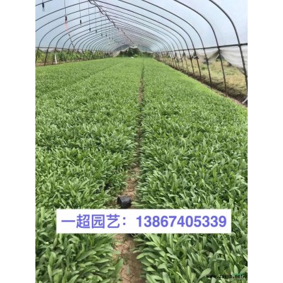 六道木 大花六道木 精品六道木批发 大花六道木基地价格