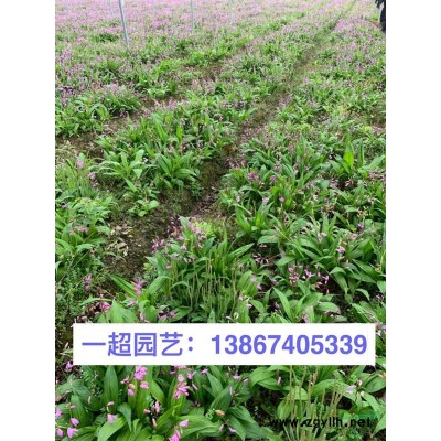 丛生福禄考 丛生福禄考基地价格 福禄考批发