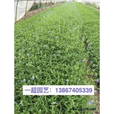 大花金鸡菊 金鸡菊基地 金鸡菊批发