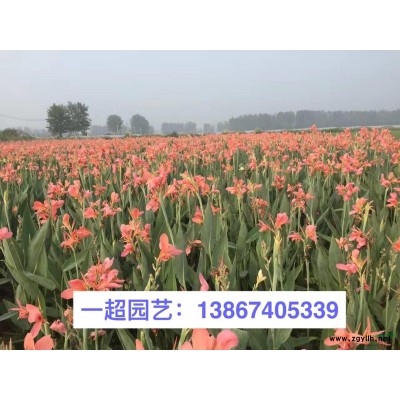 菲黄竹 菲黄竹基地 菲黄竹批发