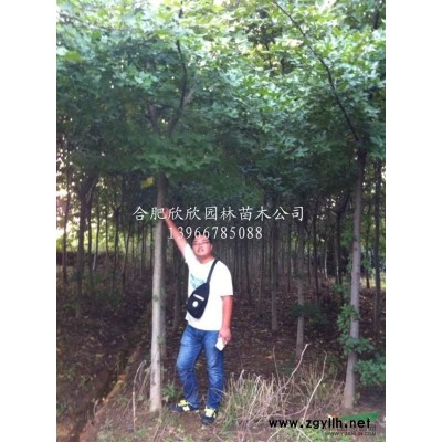 合肥红花继木球*新报价、肥西红花继木球价格行情、红花继木小苗