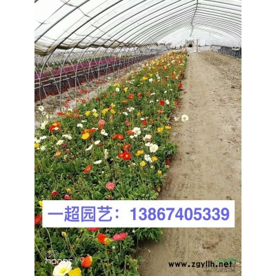 芦竹 青叶芦竹
