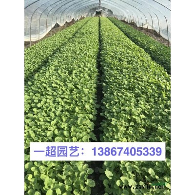 水葫芦 优质水葫芦批发 水葫芦基地 水葫芦价格